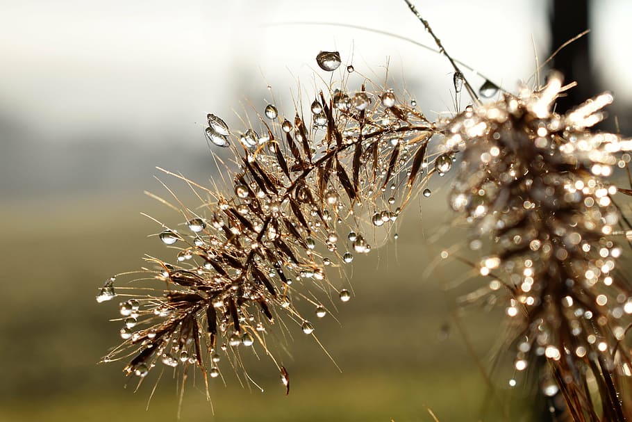 selective focus photo of brown grass with dewdrops at daytime HD wallpaper