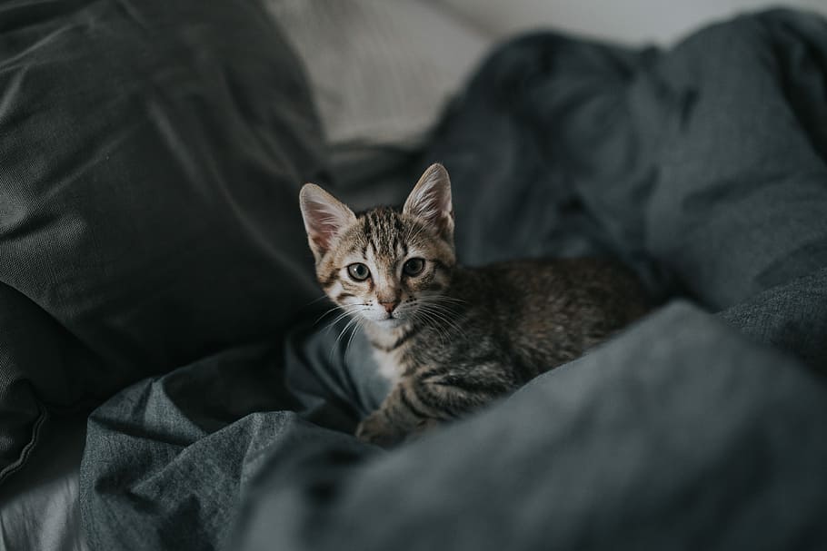 grey Tabby kitten on grey textile, brown tabby cat, small, stripes HD wallpaper
