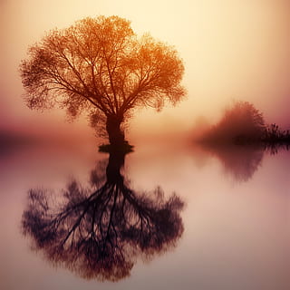 tree on body of water during sunset, dawn, silhouette, nature HD wallpaper