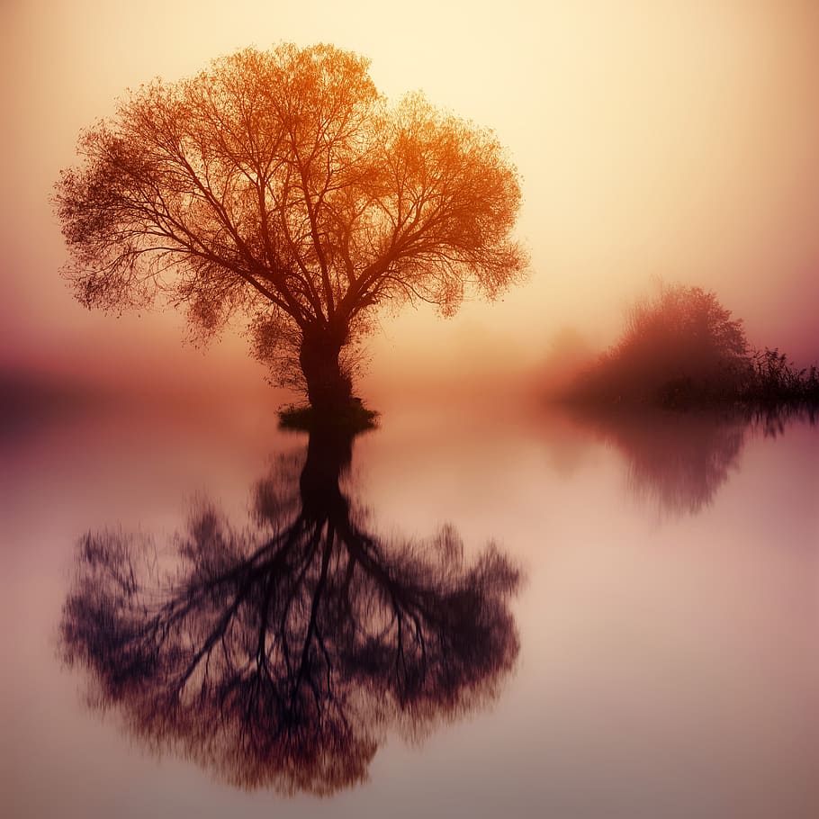 tree on body of water during sunset, dawn, silhouette, nature HD wallpaper