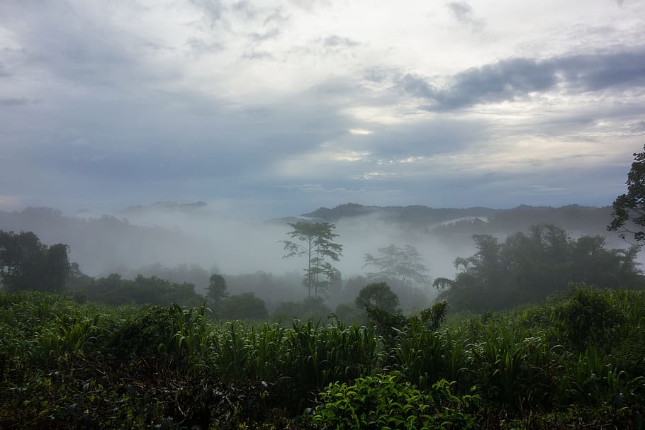 dawn, mist, clouds, nature, morning, fog, forest, beauty in nature HD wallpaper