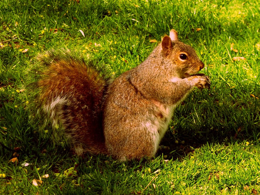 Squirrel, Plume, Tail, Boston, plume tail, grass, one animal HD wallpaper