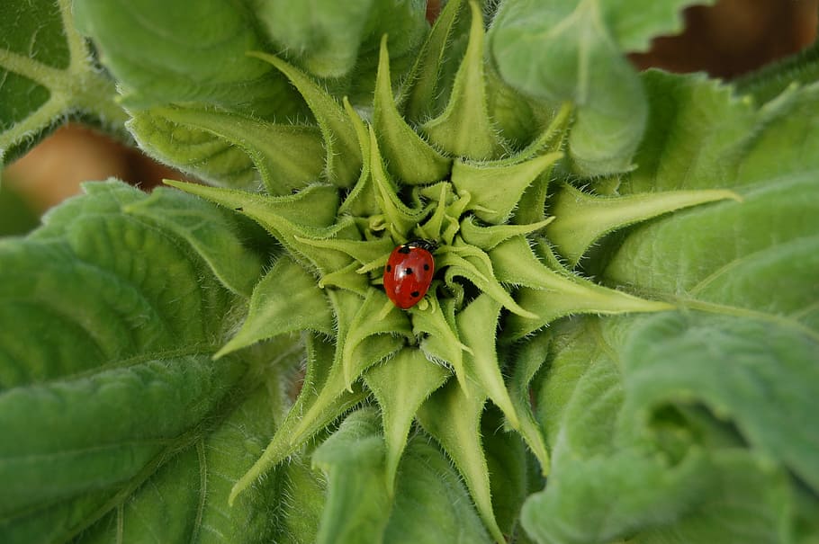 ladybug, insect, flower, plant, nature, red, leaf, close-up HD wallpaper
