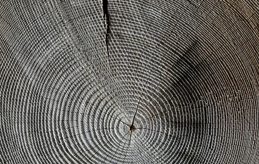 untitled, wood, annual rings, grain, structure, tree, texture