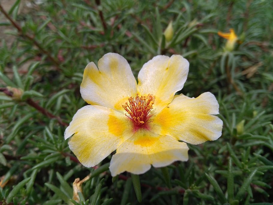 Portulaca Oleracea L, Purslane Flowers, the five elements grass flower, HD wallpaper