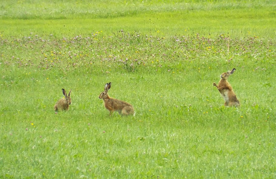 hare, rabbit, wild hare, nature, cute, freilebend, nature recording HD wallpaper