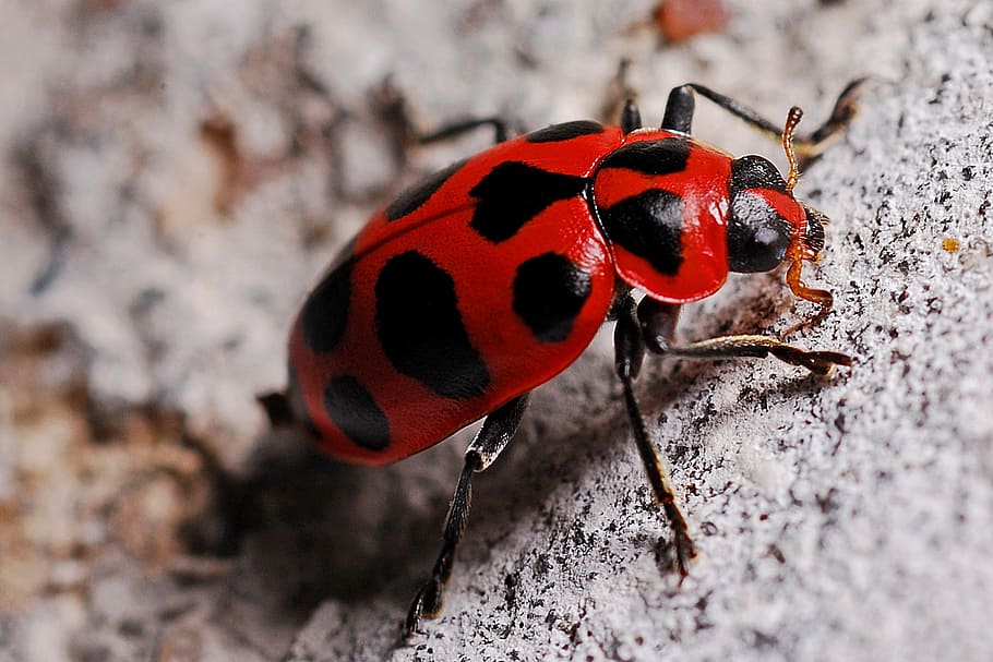 ladybug, macro, insect, biology, nature, beetle, ladybird, entomology HD wallpaper