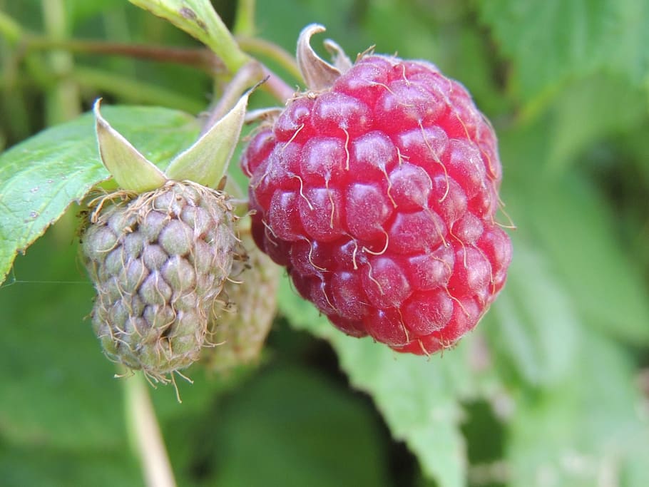 raspberry, bay, plants, garden, spring, red, food and drink HD wallpaper