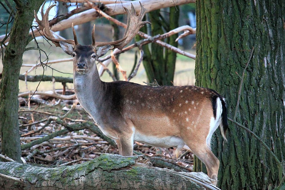 Hirsch, Antler, Deer, Wild, Forest, nature, animal, roe deer HD wallpaper