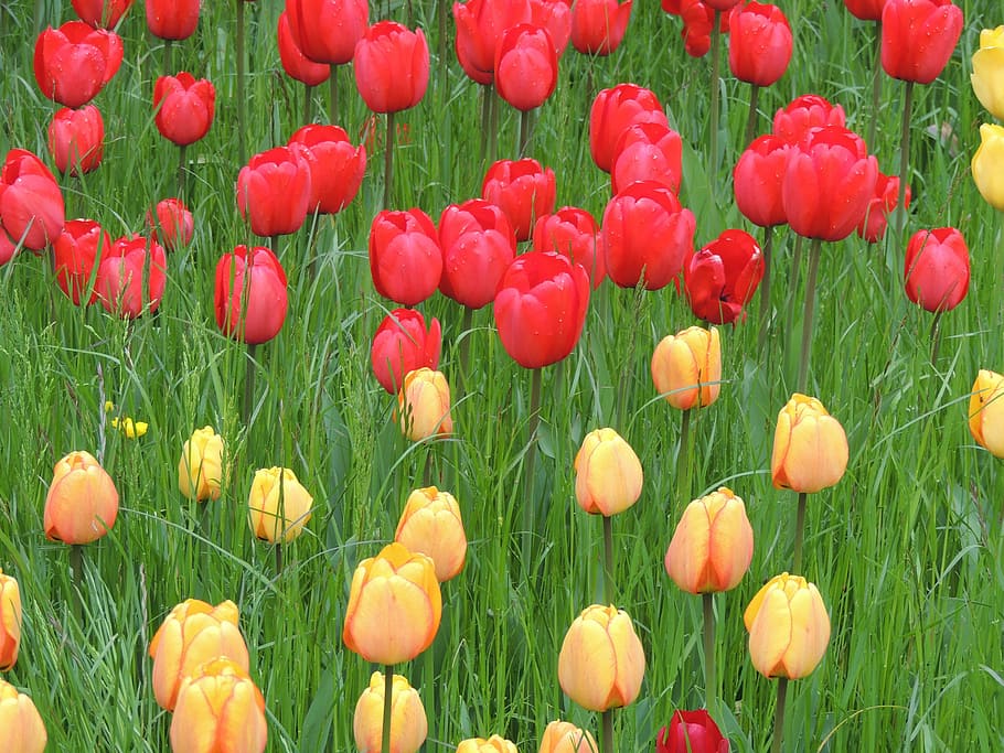 tulips, red, yellow, meadow, green, grass, nature, landscape HD wallpaper