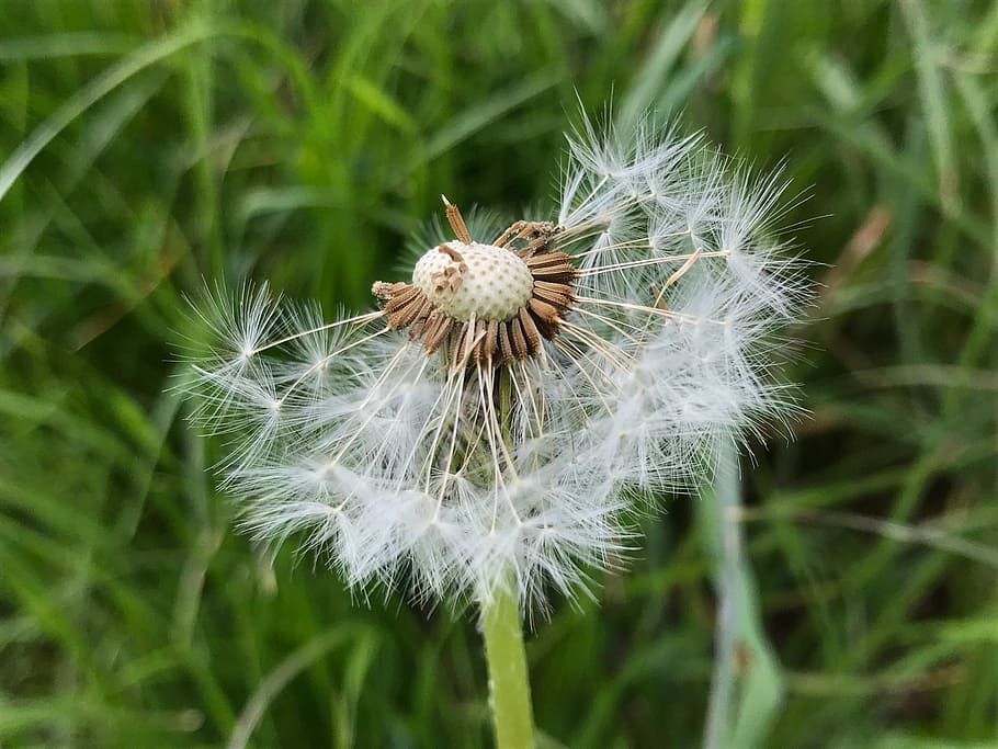 meadow, dandelion, faded, close, flower, fragility, flowering plant HD wallpaper