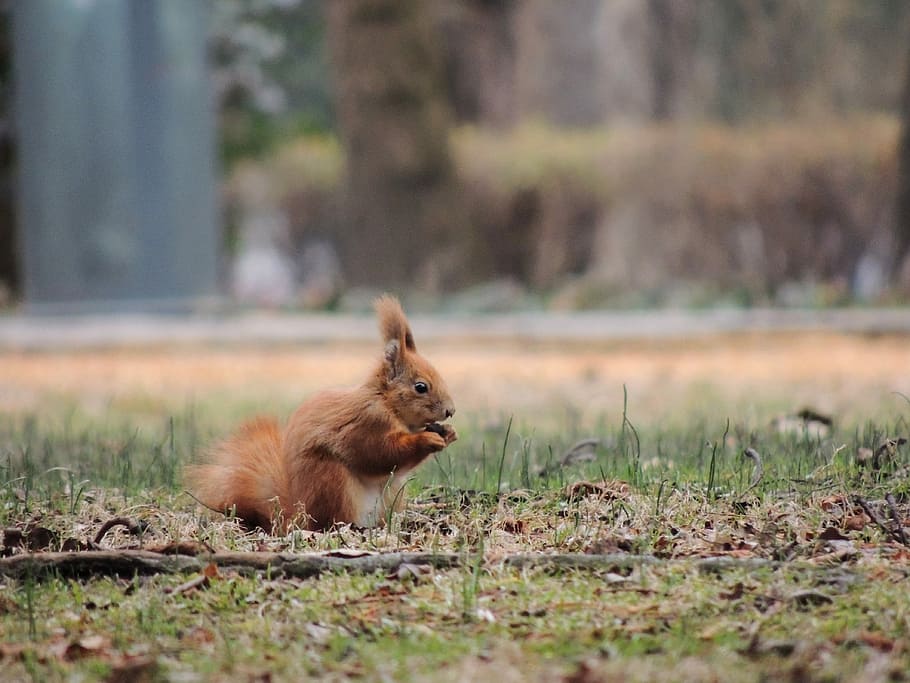 brown squirrel standing on green grass, food, eating, animal HD wallpaper