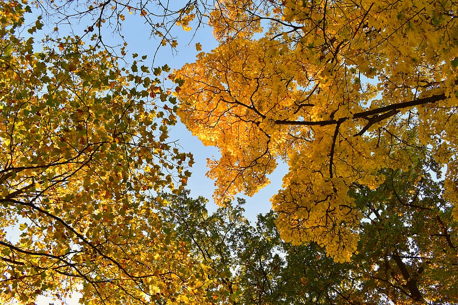 low angle brown leaf tree, brown leafed trees taken under clear sky during daytime HD wallpaper