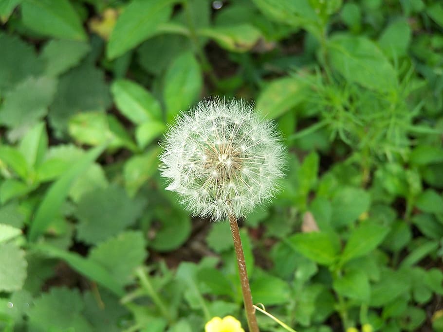 baker, flowers, nature, plant, freshness, flowering plant, dandelion HD wallpaper
