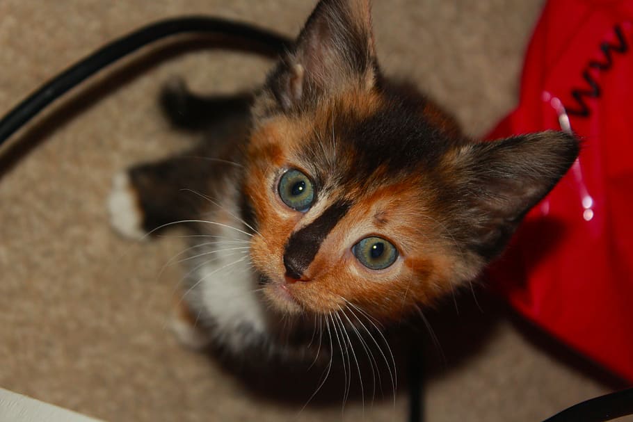 Cute, Kitty, Kitten, Cat, Pet, Animal, beautiful, tortoise shell cat HD wallpaper