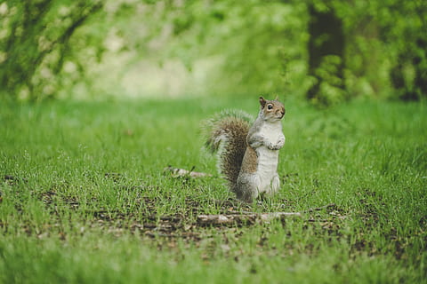 squirrel standing on green grass field, selective focus photography of a squirrel HD wallpaper