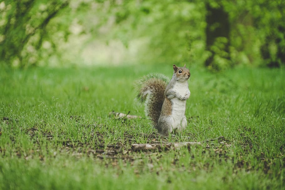 squirrel standing on green grass field, selective focus photography of a squirrel HD wallpaper