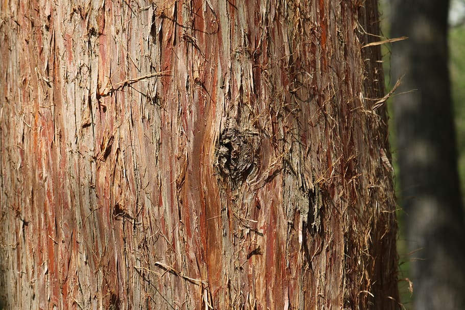 Tree, Bark, Environment, Wood, Rough, log, wooden, brown, no people HD wallpaper