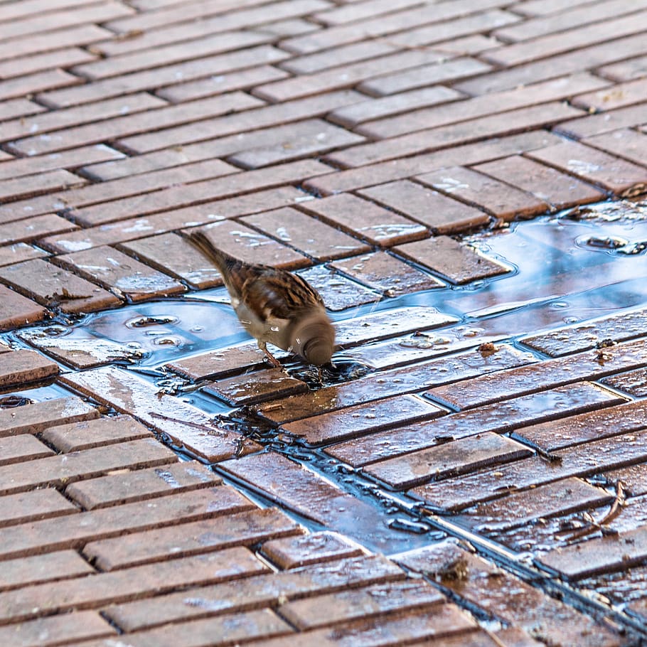 sparrow, bird, birds, animal themes, one animal, mammal, cat HD wallpaper