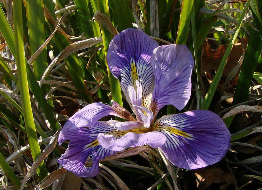 flower, iris, purple, blossom, bloom, petal, macro, nature HD wallpaper