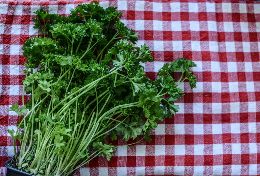 parsley, herb, kitchen, ingredient, food, healthy, green, plant HD wallpaper