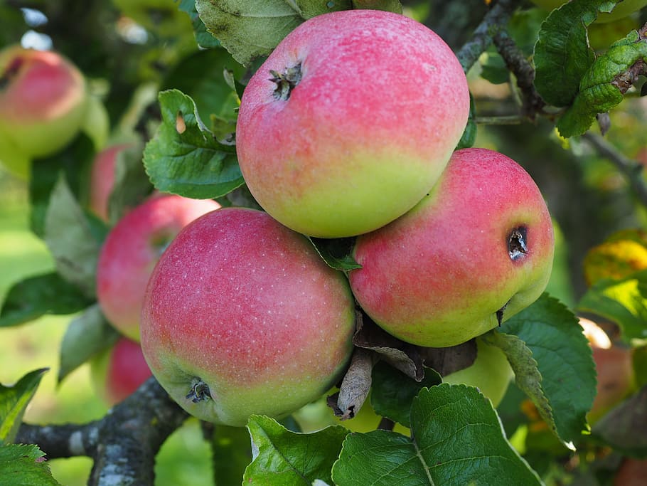 apple, fruit, red, fruits, ripe, frisch, healthy, vitamins, HD wallpaper
