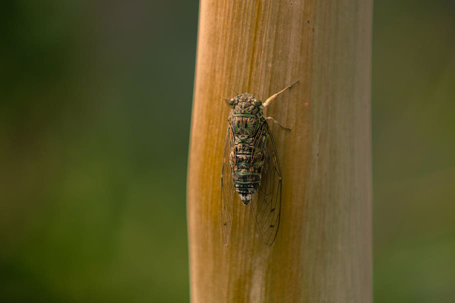 cicada, insect, summer, animals in the wild, invertebrate, one animal HD wallpaper
