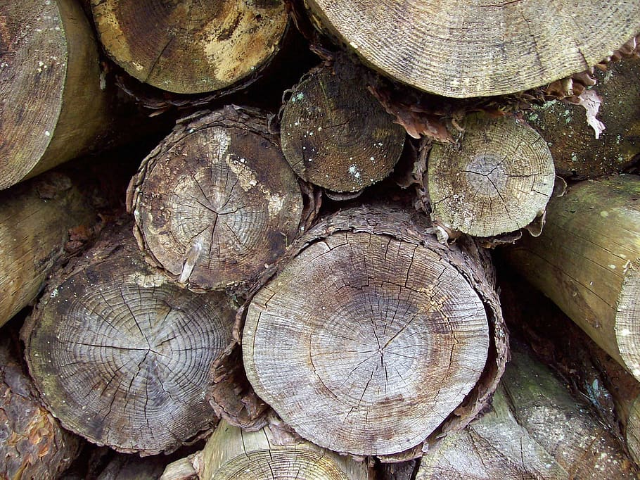 woodstack, logs, logpile, timber, trunk, cut, tree, forest HD wallpaper