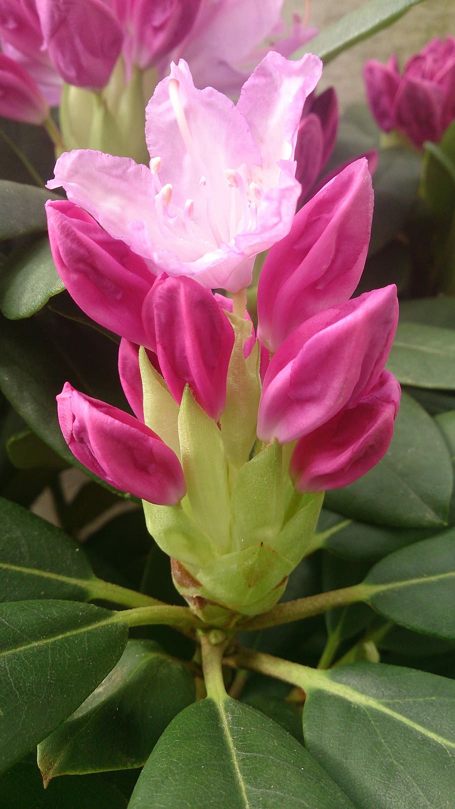 Flower, Pink, Macro, Closeup, rhododendron, nature, plant, garden HD wallpaper