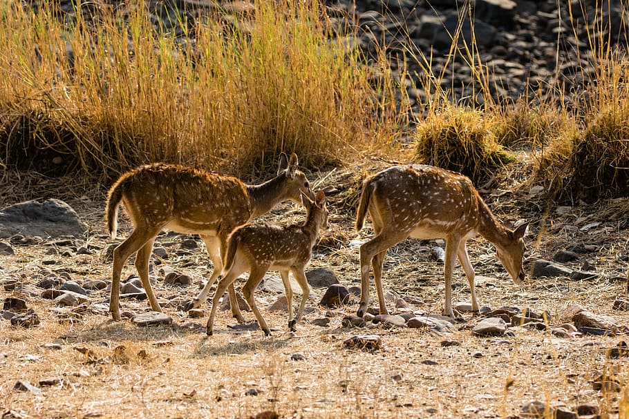 india, ranthambore, nature reserve, axis deer, hirsch, animal world, HD wallpaper