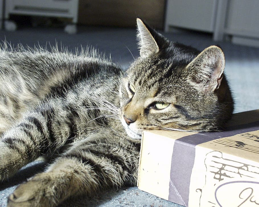 resting, lazy, tabbed, cat, animal, pet, feline, cute, mammal HD wallpaper