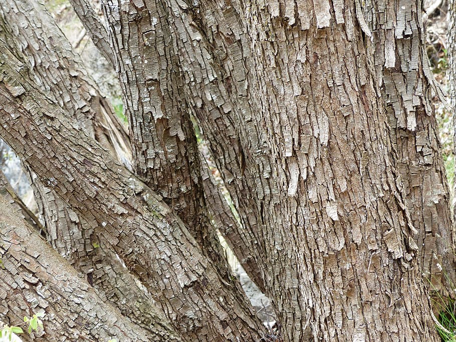 tree, bark, dry, flake, tree trunk, textured, full frame, backgrounds HD wallpaper