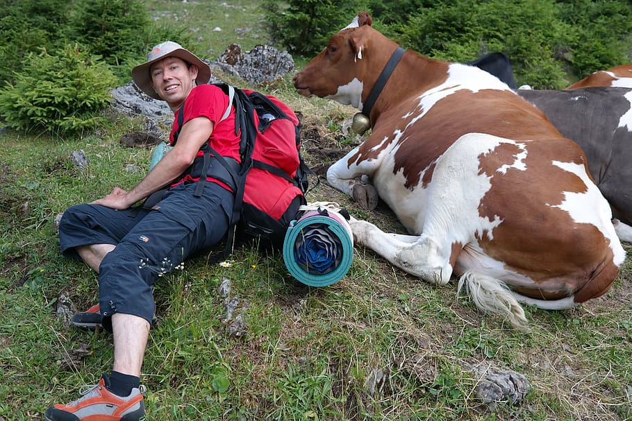 man laying on grass beside brown and white cow, person, human HD wallpaper