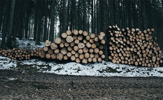 brown wood logs lot, forest, gray, green, snow, trees, white HD wallpaper