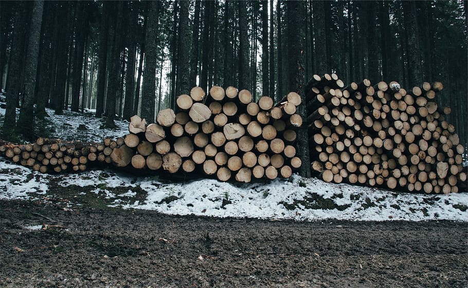 brown wood logs lot, forest, gray, green, snow, trees, white HD wallpaper
