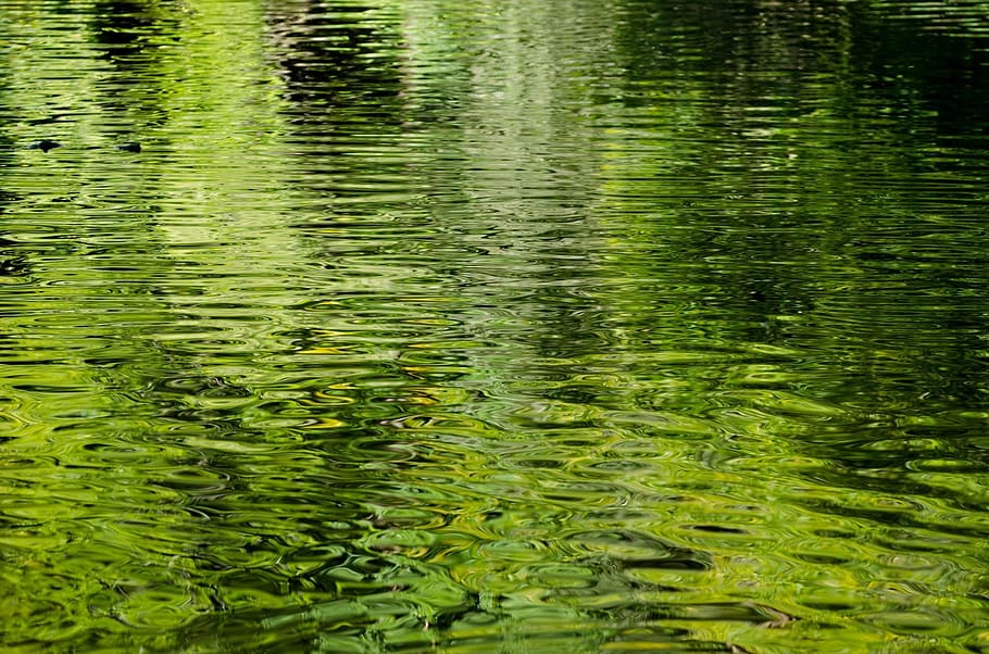 river with lilies, water, background, pattern, green, close-up HD wallpaper