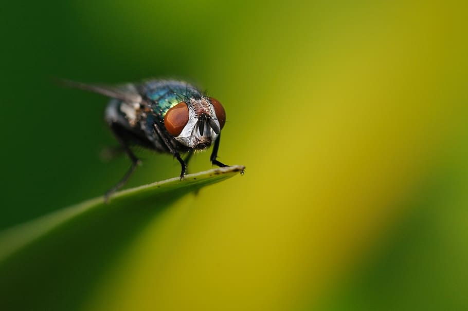 fly, insect, macro, one animal, animal wildlife, green color HD wallpaper