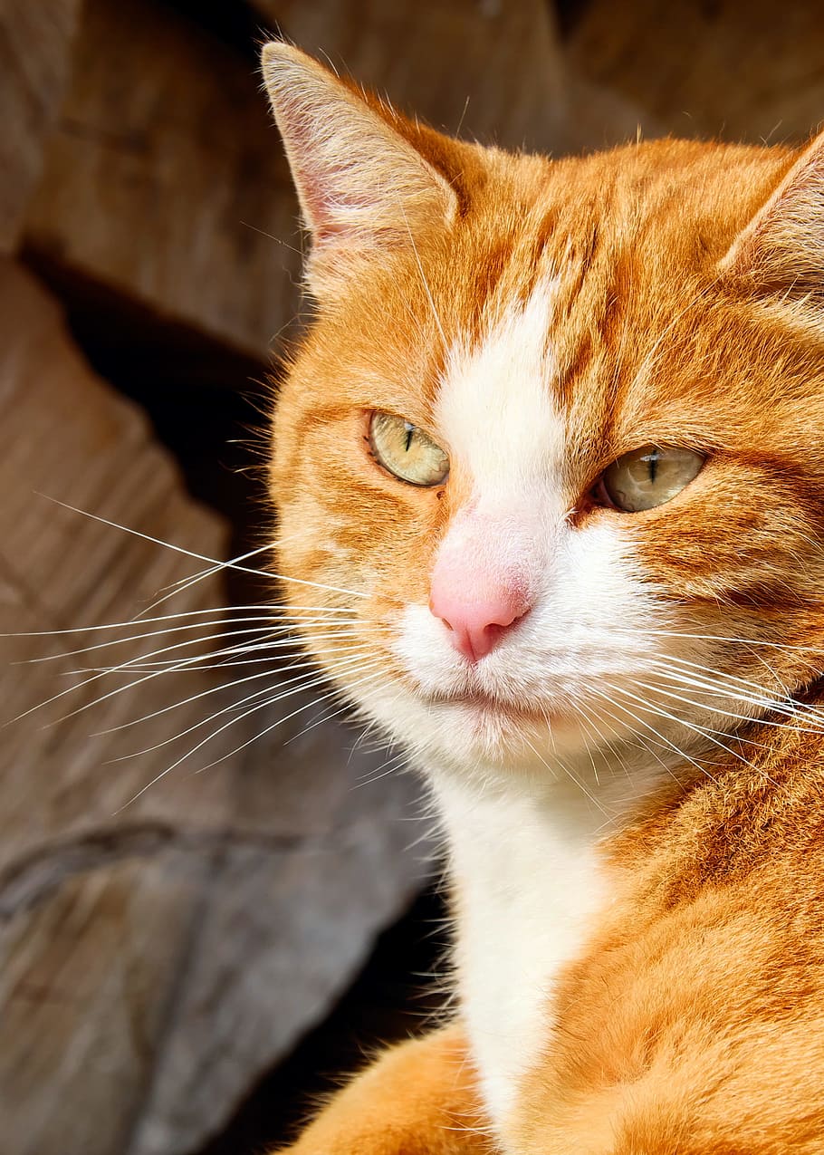 orange and white tabby cat, mackerel, portrait, cat face, moustache HD wallpaper
