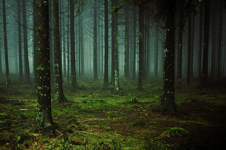 forest trees, fog, tree trunks, nature, mood, colourless, pine forest, HD wallpaper