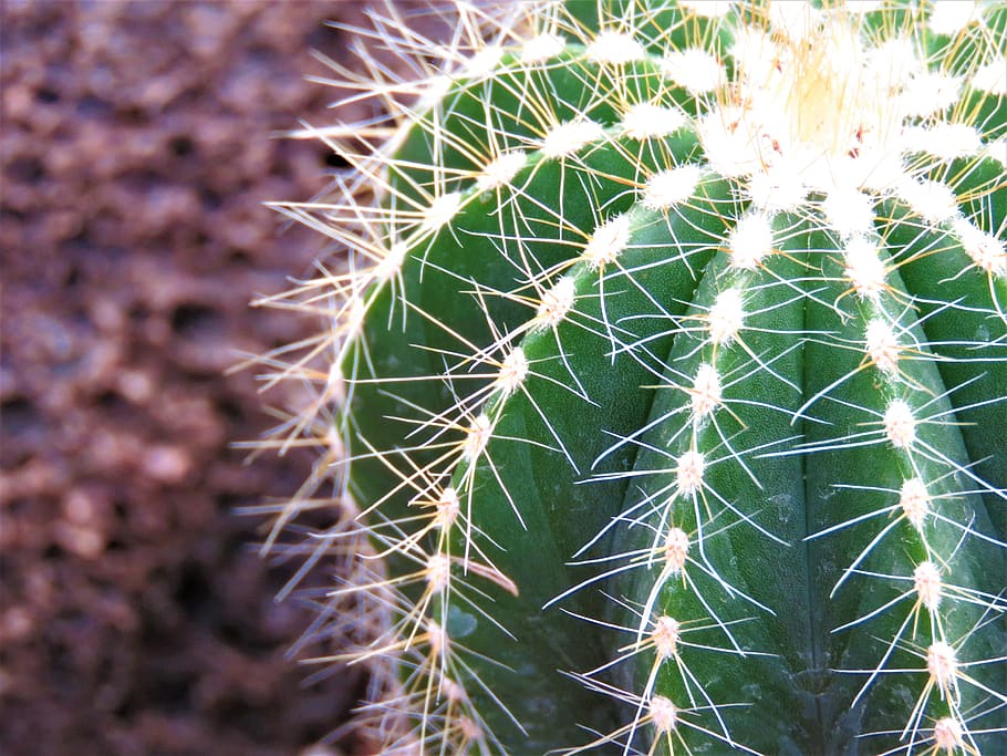 cactus, spine, succulent, sharp, desert, prickly, nature, spike HD wallpaper