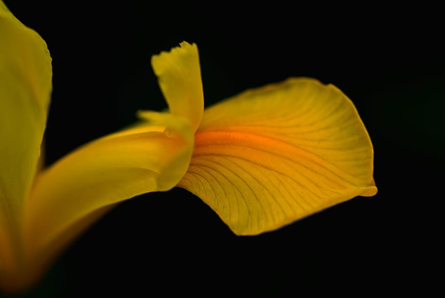 closeup photography of yellow petal, nature, macro, iris, blossom HD wallpaper