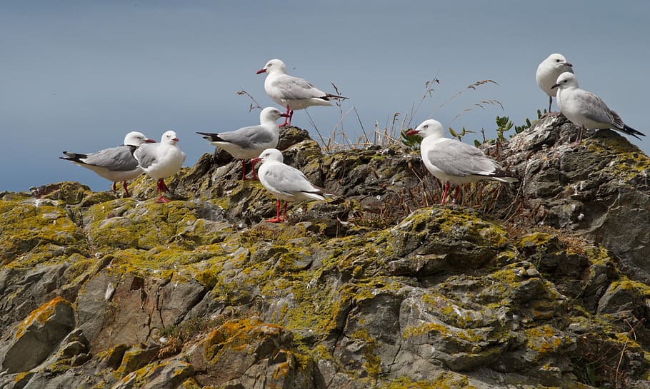 Sea Gulls, Rocks, Moss, ocean, water, kaikoura, kaikoura coast, HD wallpaper