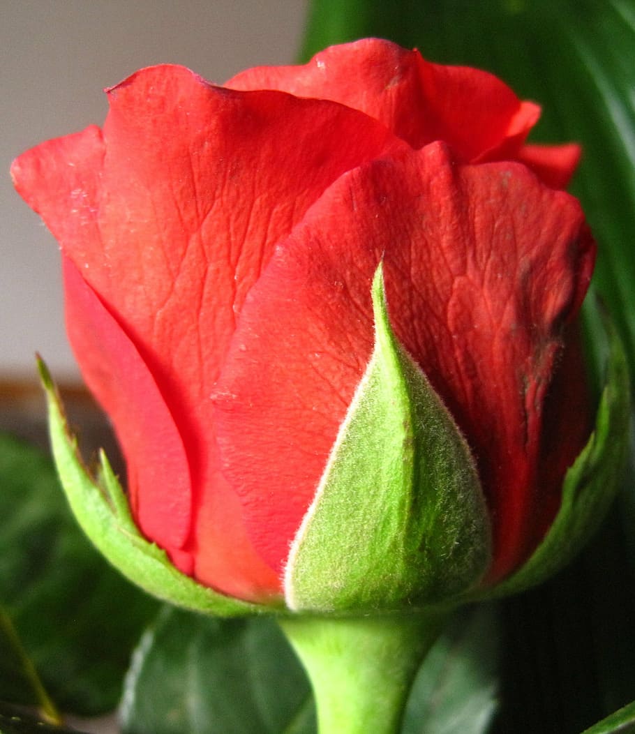 rose bloom, red, closeups, flower, blossom, fragrance, floribunda HD wallpaper