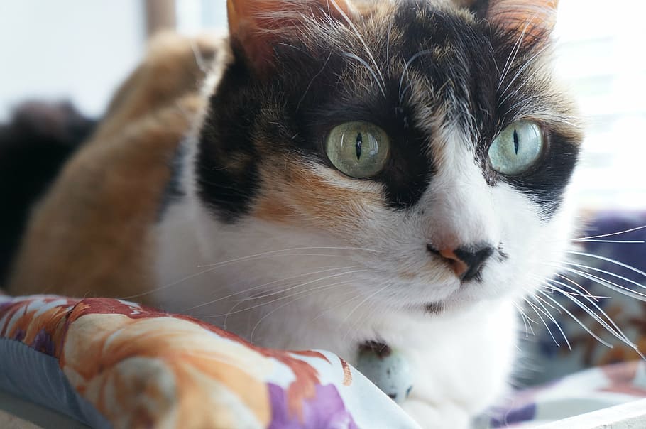 cat, calico, mammal, domestic, pets, animal themes, domestic cat HD wallpaper