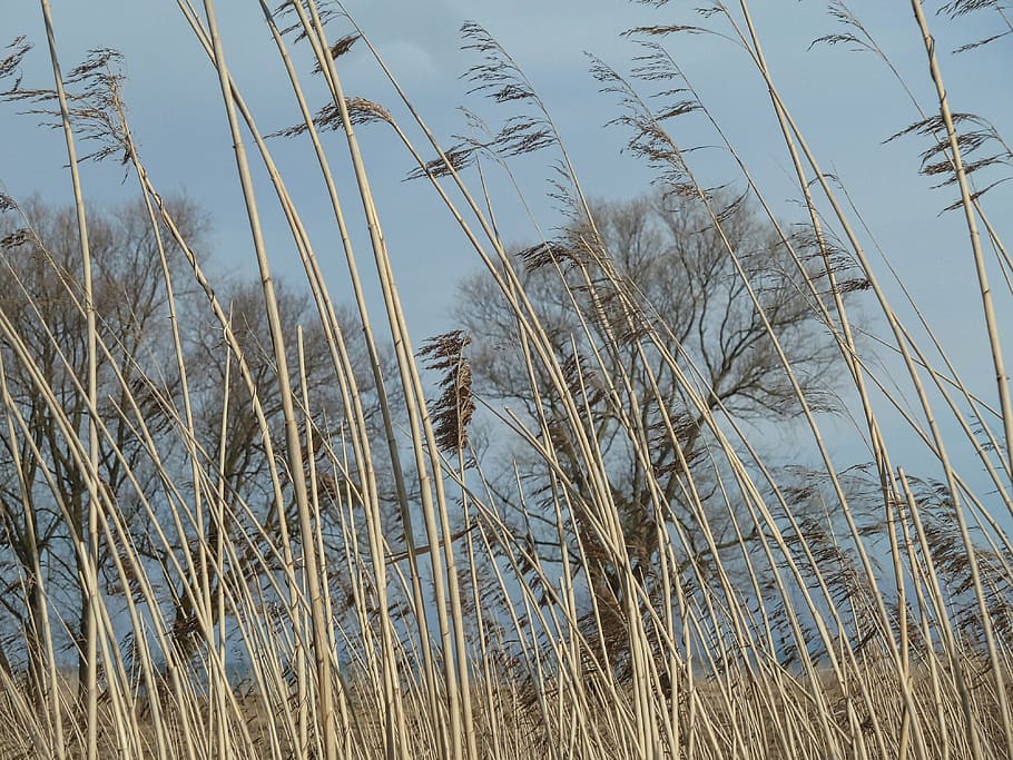grass, stalks, stem, meadows, field, wild, nature, environment HD wallpaper