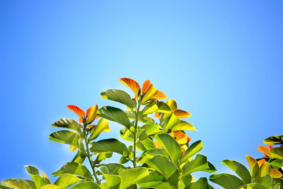 photo of green and orange leaf, leaves, blue sky, summer, bright day