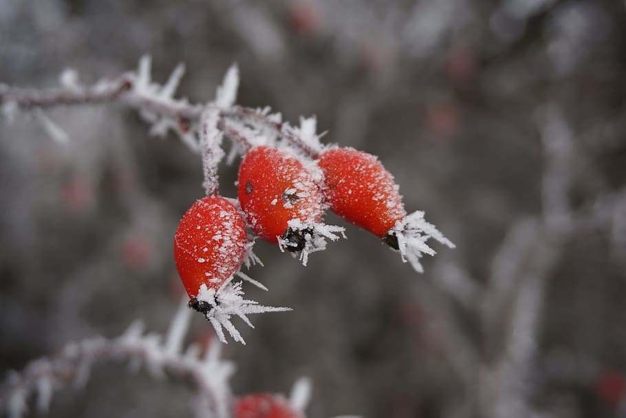 winter, ice, rose hip, snow, cold temperature, fruit, red, frozen HD wallpaper