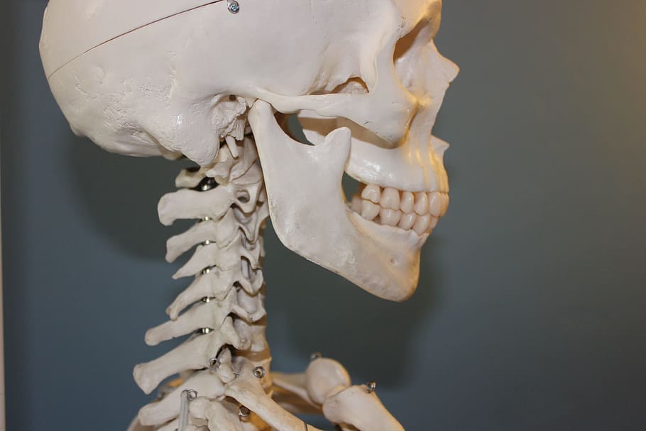 close up of white skeleton, Skull, Vertebrae, Anatomy, Bone, Body