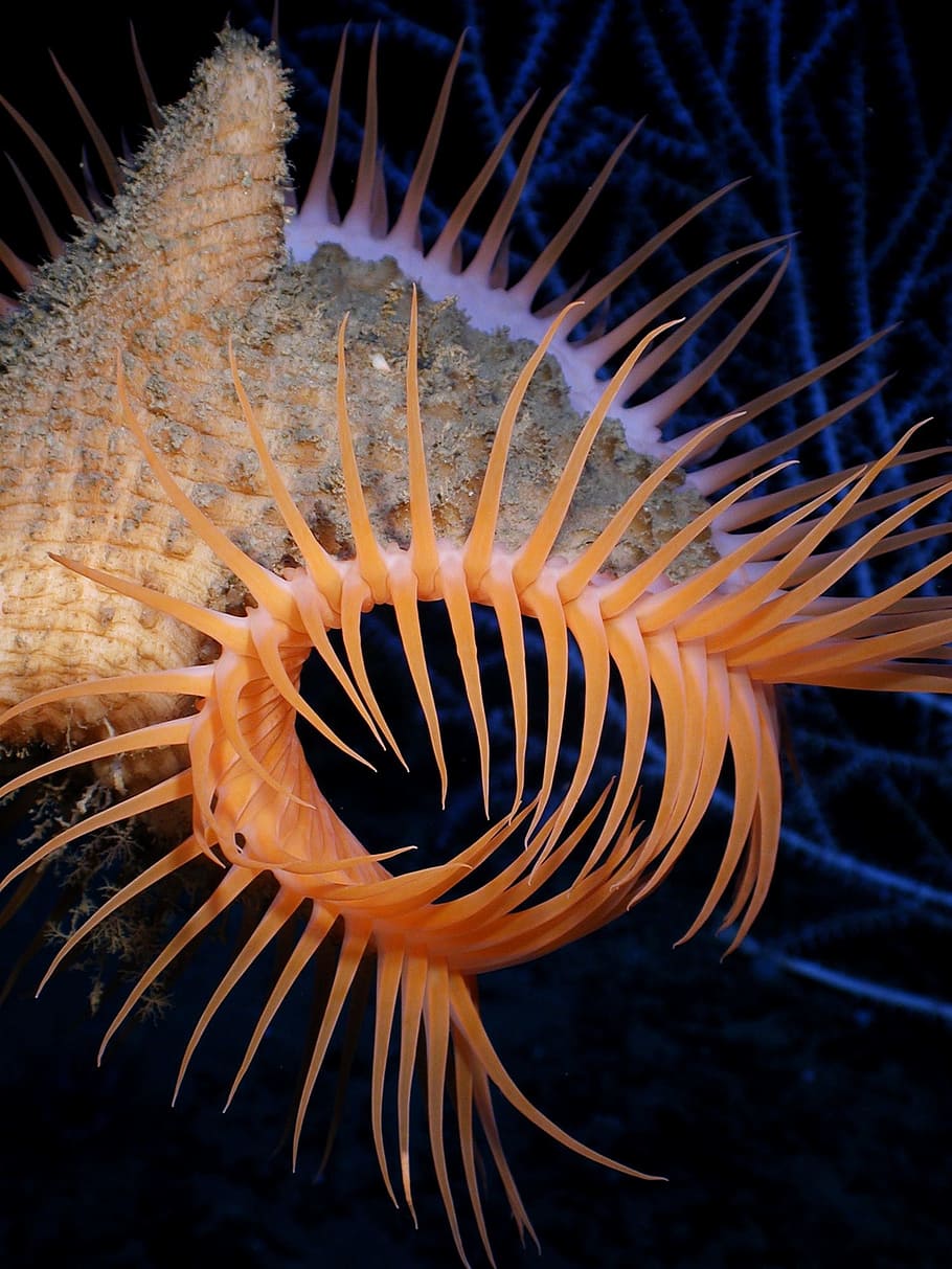 orange and gray sea creature close-up photo, Anemone, Venus Flytrap HD wallpaper