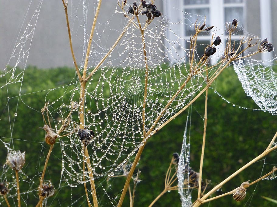 Brittany, Landscape, Cobweb, Dewdrop, autumn mood, spin, network HD wallpaper